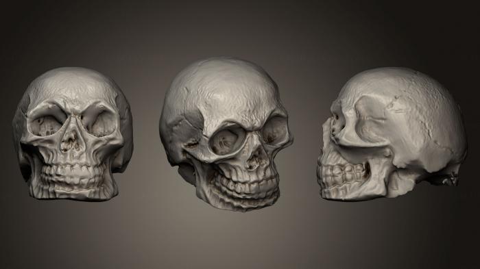 Anatomy of skeletons and skulls (ANTM_0179) 3D model for CNC machine